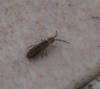 Isotomurus palustris